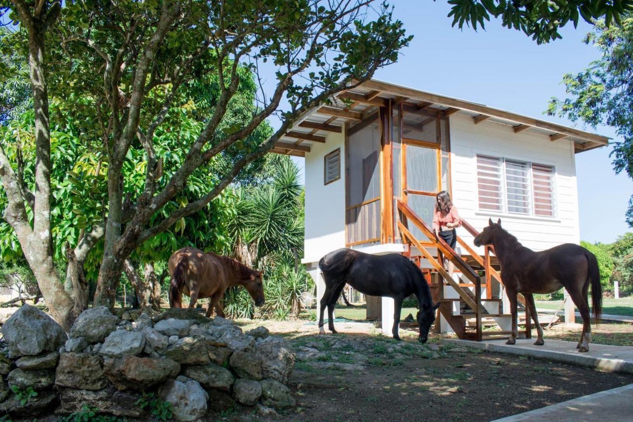 Horse Cottage Sarteneja Extérieur photo