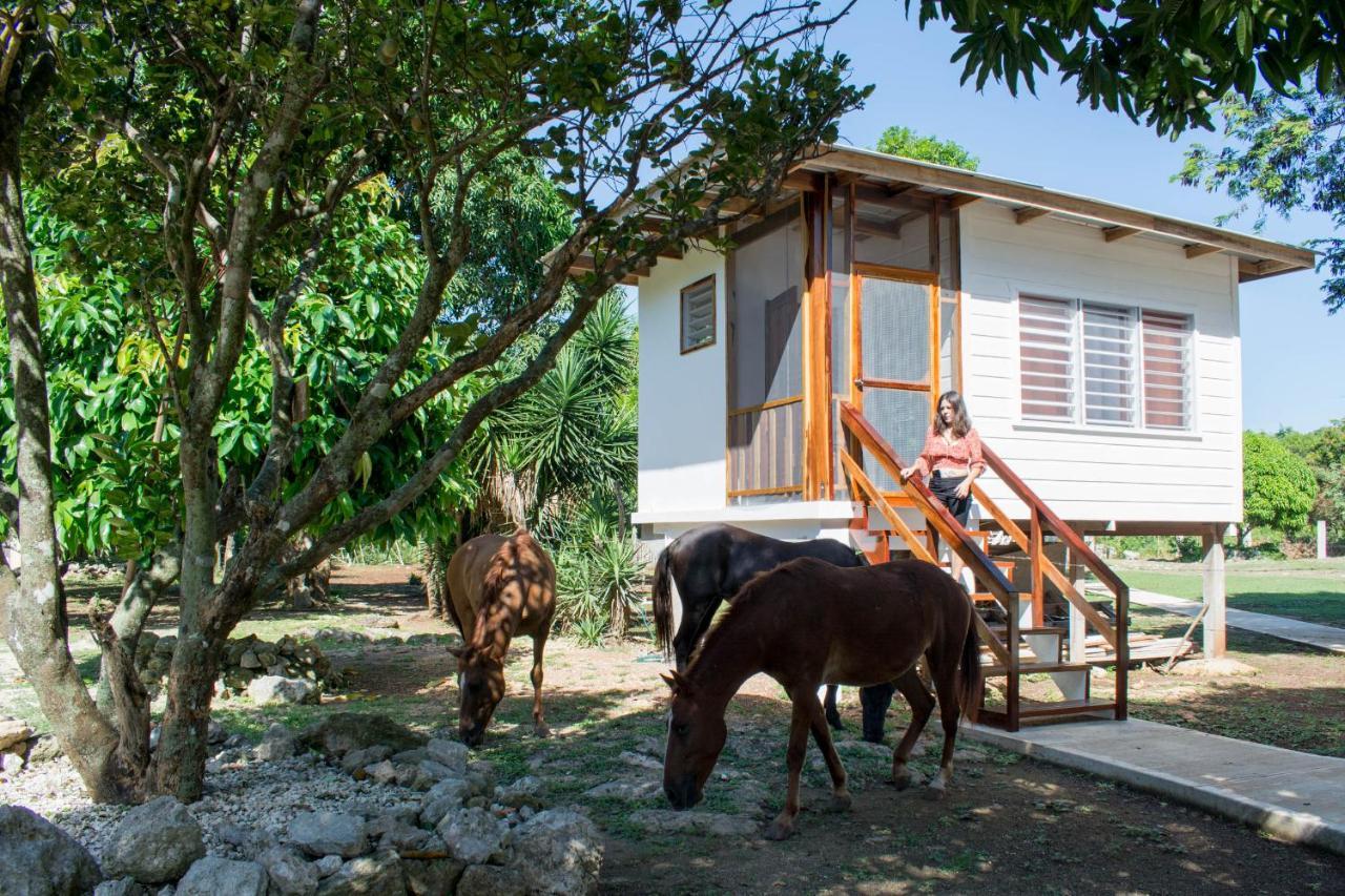 Horse Cottage Sarteneja Extérieur photo